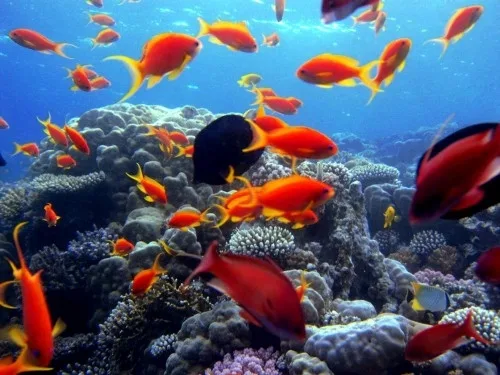 Tour Immersione Sharm El Naga Bay 
